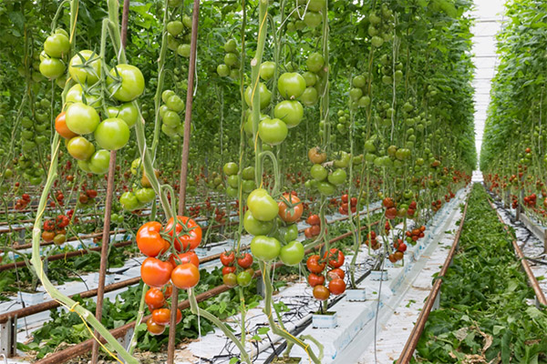 Fresh vegetables