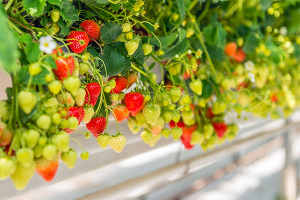 Fresh fruits