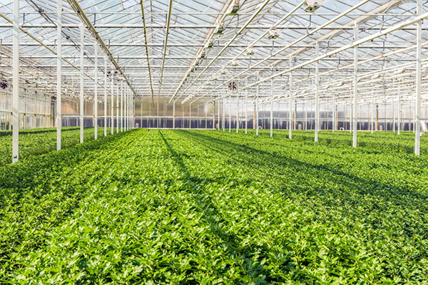 Tree nursery