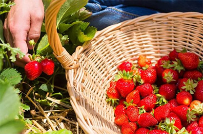 Best Vegetables To Grow In Greenhouse