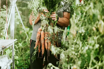12 Best Greenhouse Vegetables to Grow in the Winter