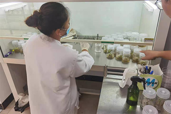 Tree nursery-11