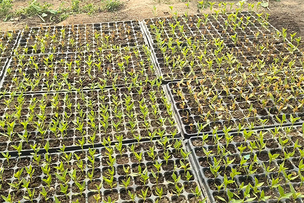 Tree nursery-6